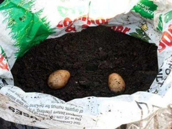 Vous n’aurez plus besoin d’acheter de pommes de terre grâce à cette astuce