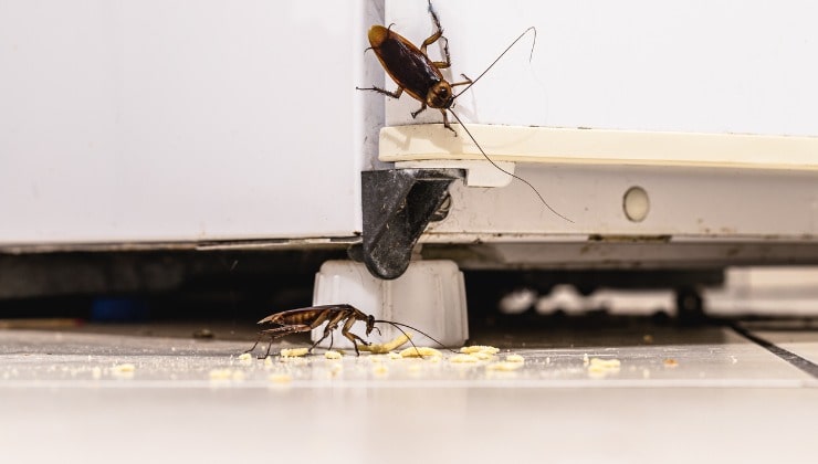 Cafards, insectes dans la cuisine