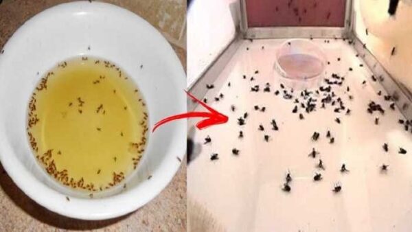 Vous ne verrez plus de mouches chez vous avec l’astuce du verre d’eau