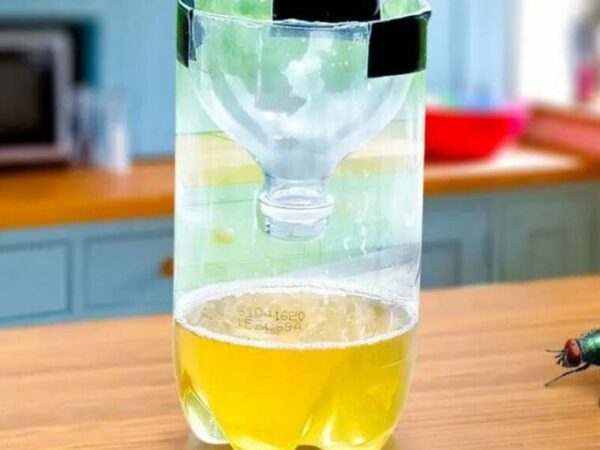 après une heure, vous ne verrez plus une seule mouche voler