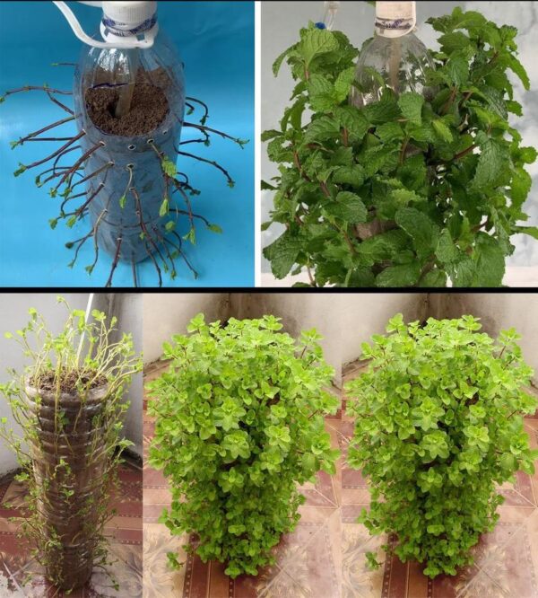 Cultivez De La Menthe Fraîche Avec Des Bouteilles En Plastique Recyclées : Un Bricolage De Jardin Suspendu