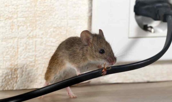 Il y avait des souris dans la maison : j’ai résolu le problème en utilisant la méthode dont le chasseur m’a parlé