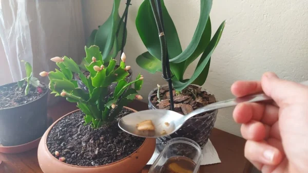 Les avantages incroyables des bananes pour les soins phytosanitaires et sanitaires