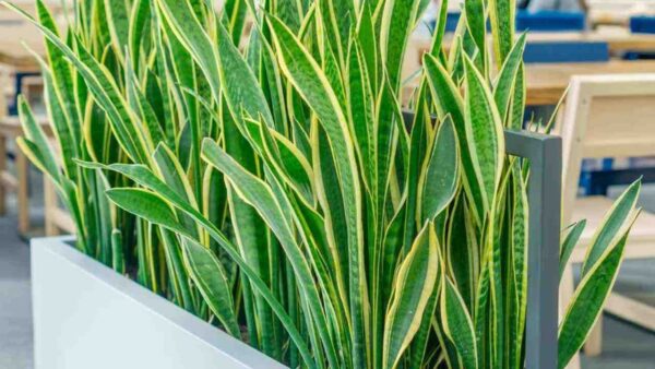 Sansevieria: Un miracle vert avec des propriétés exceptionnelles