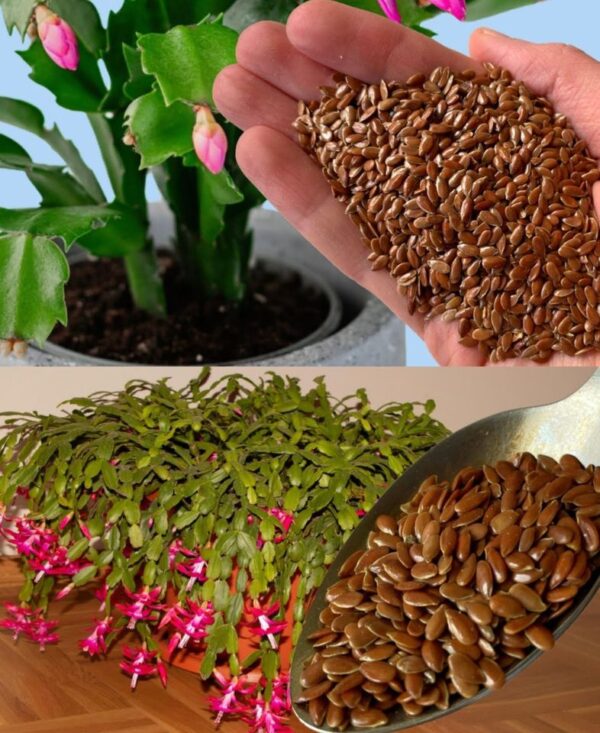 Même les fleurs qui n’ont pas fleuri depuis des années reviennent : 1 cuillère à soupe par plante suffit