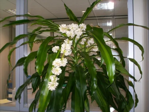 Le bonheur grandissant : soins et floraison de la souche du bonheur