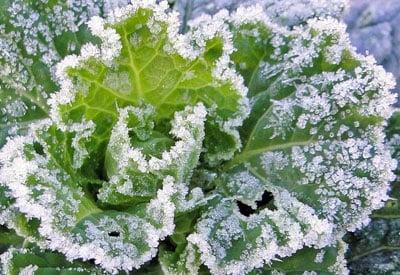10 Frost Tolerant Vegetables To Grow In Fall