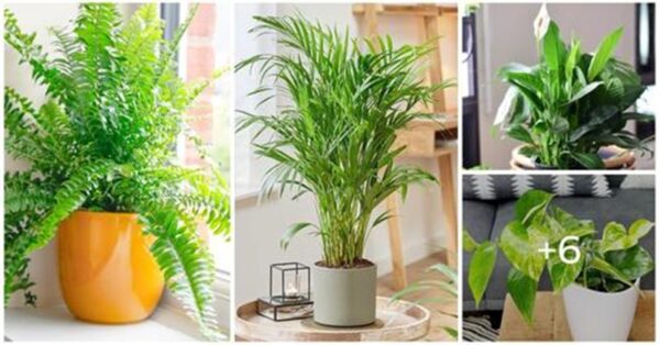 10 Houseplants That Oxygenate And Purify Your Home