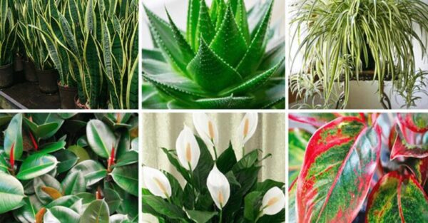 10 Plants that are Oxygen Bombs and Clean the Air in your Home