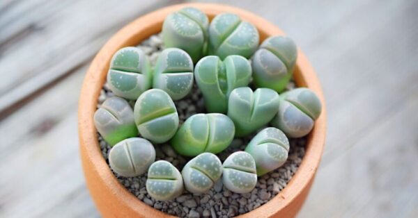 10 Succulents perfect to have in your home