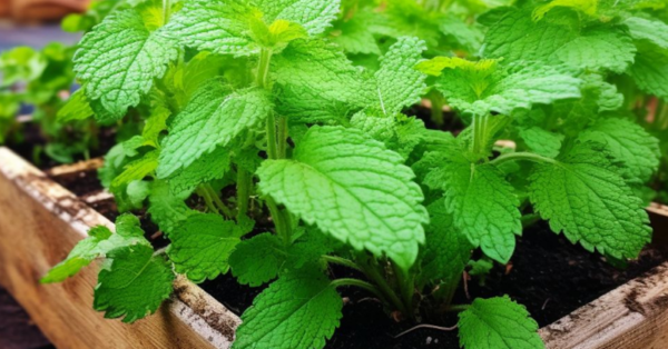 10 plants mosquitoes hate the most