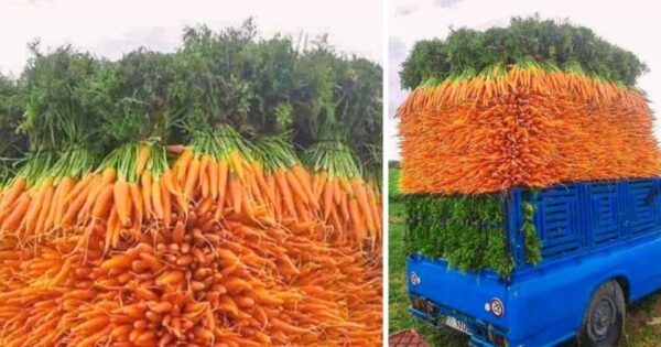 12 Oddly Satisfying Photos for Tidy Lovers