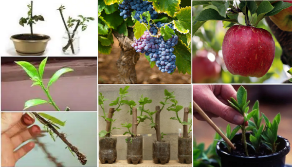 12 Plants that can be reproduced by cuttings