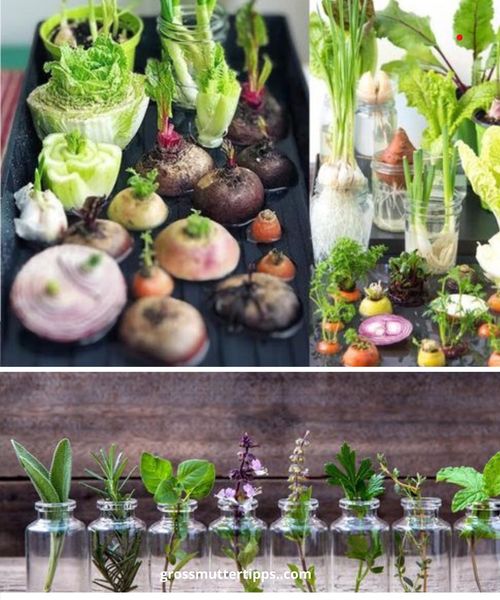 25 Kräuter, Gemüse und Pflanzen, die Sie im Wasser anbauen können: Ein Leitfaden für die hydroponische Gartenarbeit zu Hause