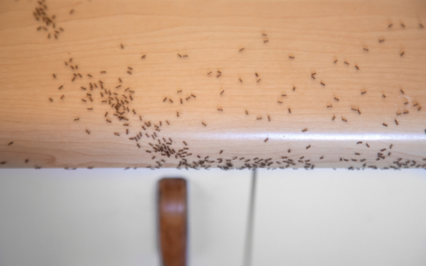 3 Natural Remedies to eliminate Ants from your home