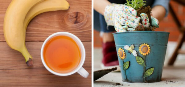 4 Homemade Fertilizers for Poinsettia – keep it beautiful