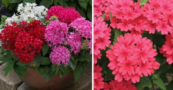 4 Plants that will give flowers all year round