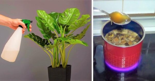 4 homemade tricks so that your plants grow immediately