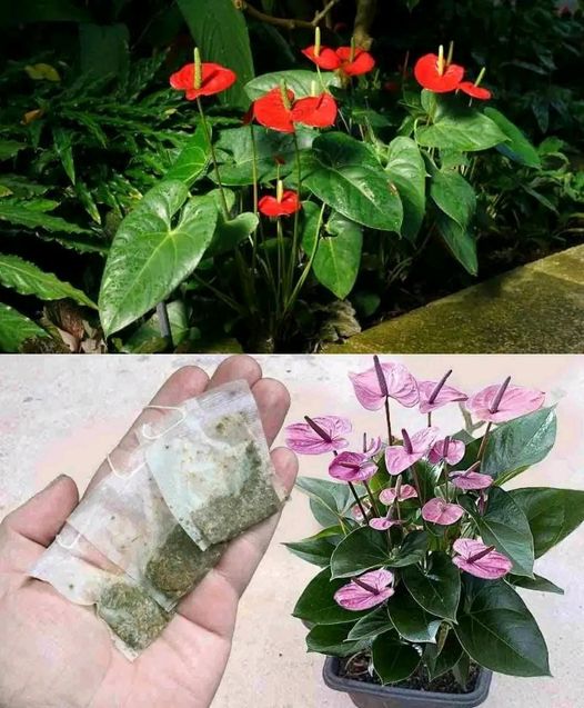 4 tips for your red anthurium to easily fill with flowers