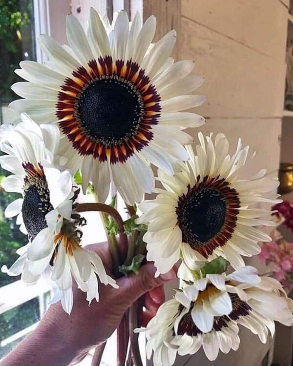 5 Most Beautiful White Sunflower Varieties