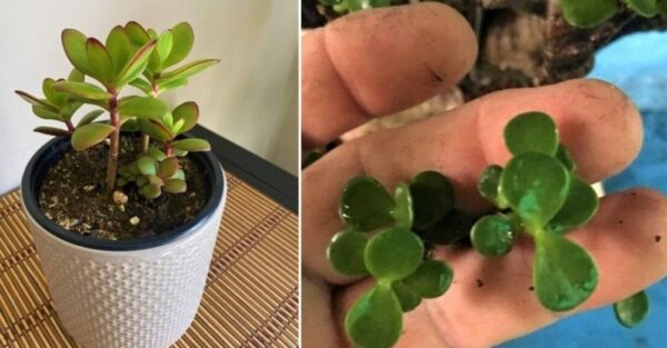 5 Necessary care tips so that your JADE TREE does not die