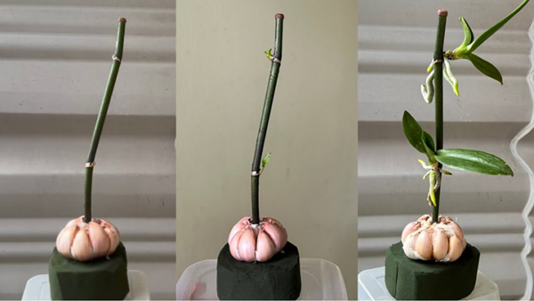 5 Reasons Why Your Garden Will Thank You for Using Garlic