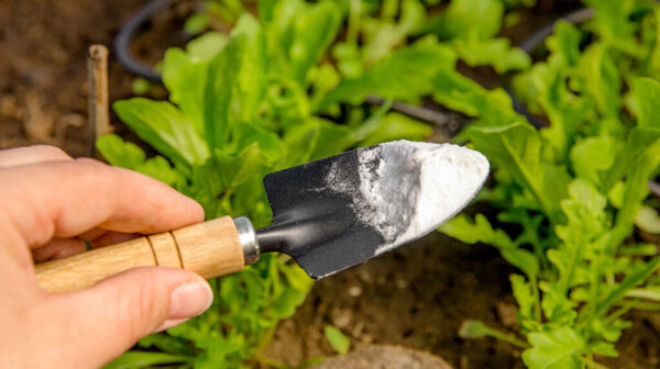 5 Ways to Use Baking Soda in Your Garden