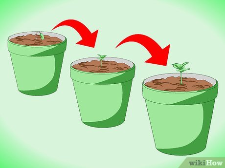 5 foods to grow at home. Start your own vegetable garden!