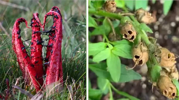 6 Fascinating Plants That Resemble Human Body Parts