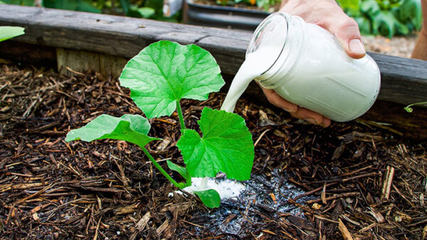 6 Stunning Effects of Milk in the Garden
