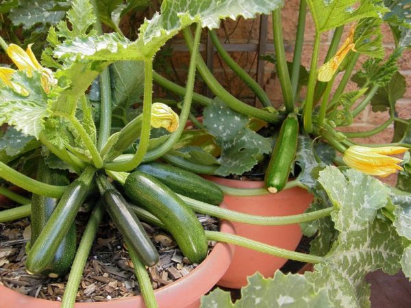 6 useful tips for growing zucchini plants in pots
