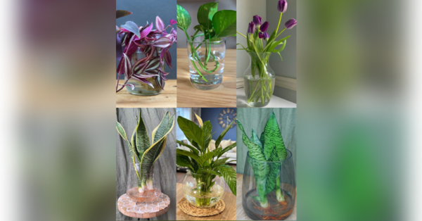 7 Beautiful Indoor Plants to Grow in Water