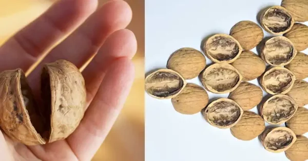 7 Creative Applications for Walnut Shells in Your Home and Garden