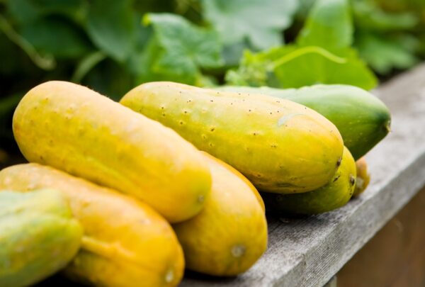 7 Reasons Your Cucumbers Are Yellow and How to Fix It