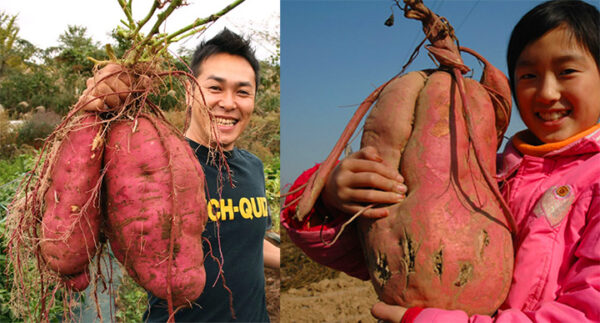 7 Secrets For Growing HUGE Sweet Potatoes