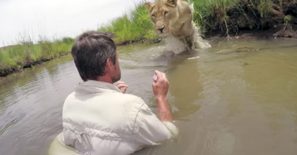 7 years after rescuing lioness, he sees her again – She pounces in jaw-dropping reunion