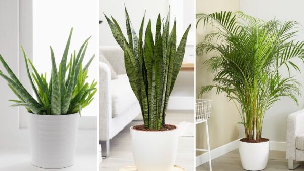 8 Best Indoor Plants That Release Oxygen at Night