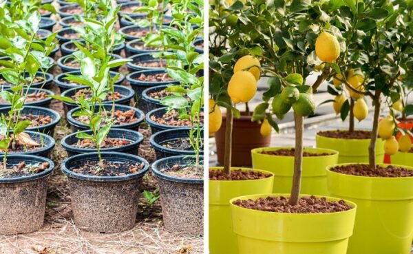 8 Fruit Trees to Grow in Pots and Tips for Planting Them