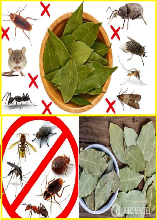 “Goodbye, cockroaches and roaches at home: With this infallible remedy, they will disappear.