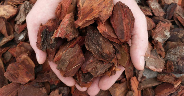 9 Brilliant Uses for Pine Bark in Your Home and Garden
