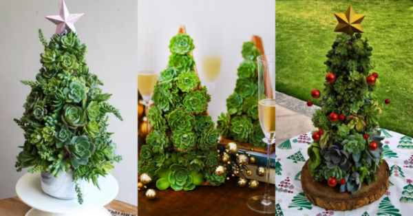 9 Ideas to make a Christmas Tree with Succulents