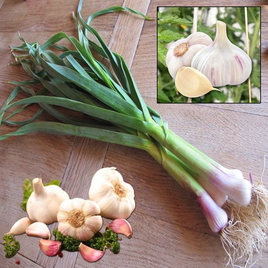 9 Secrets about Garlic you didn’t know: I wish I had known them sooner
