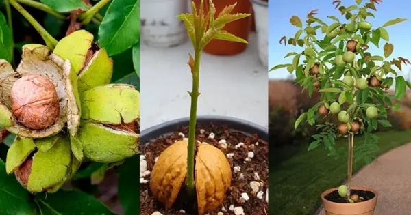 A Comprehensive Guide to Propagating Walnut Trees from Seeds