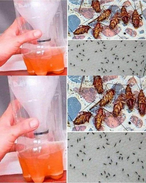 A Powerful Home Recipe To Get Rid Of Mosquitoes And Cockroaches Forever