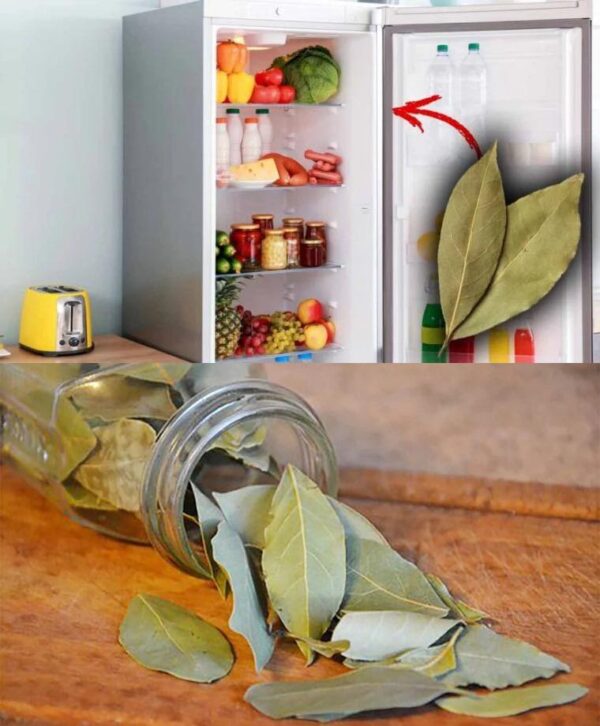 A bay leaf in the refrigerator? My grandmother always did it. Here’s why and how.