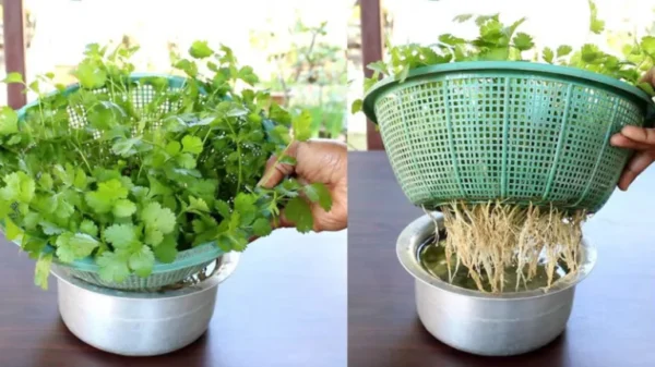 A convenient and easy method to grow cilantro at home without soil