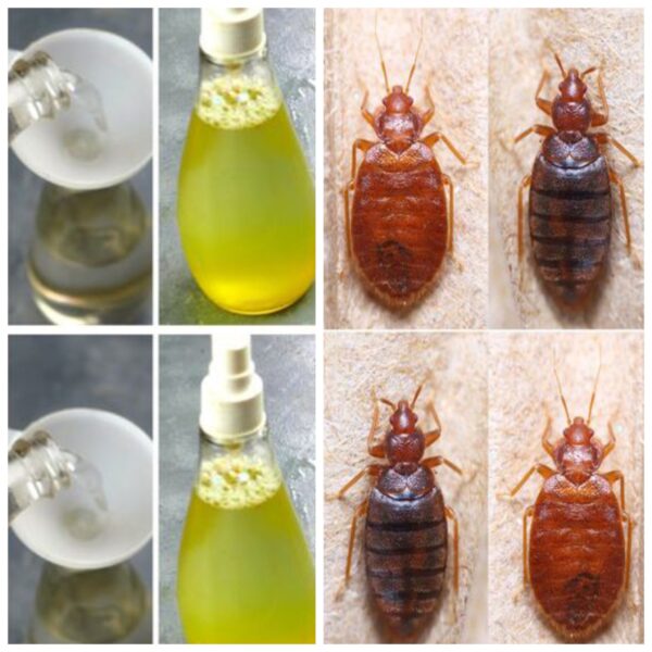 A natural method to quickly and effectively eradicate bed bugs from your mattress
