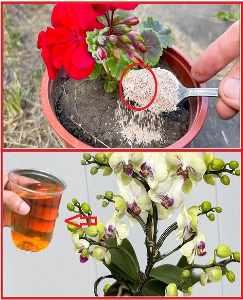 Add just a spoonful, and all your plants will instantly bloom