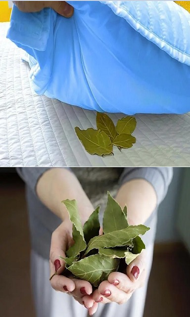 Always put 2 bay leaves under your pillow – find out why
