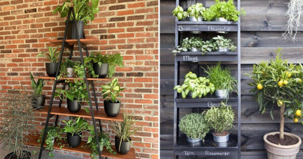 Amazing ladder planter ideas to inspire you